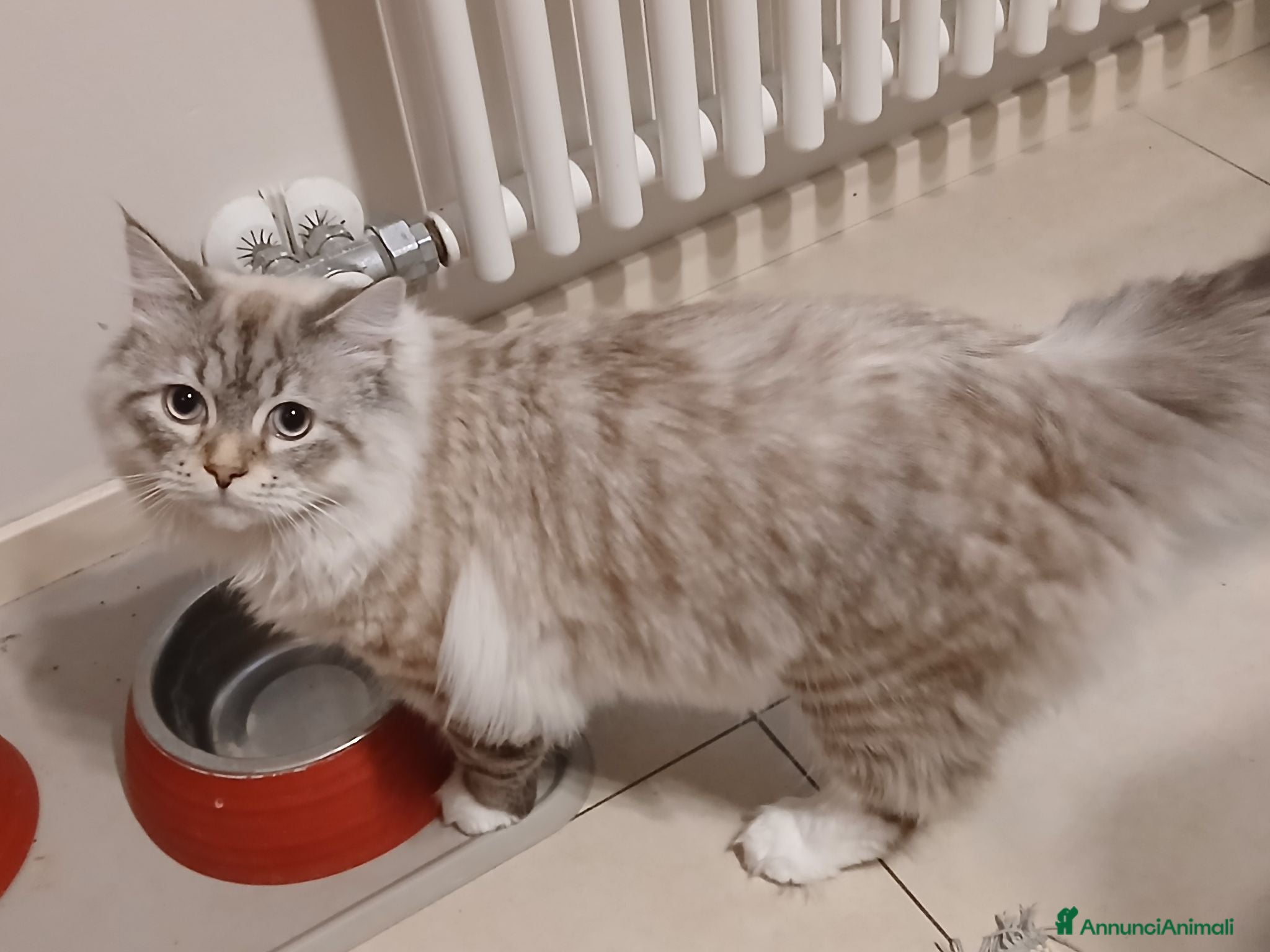 Siberiano gatti Gatto siberiano 7 mesi - Annuncio 4