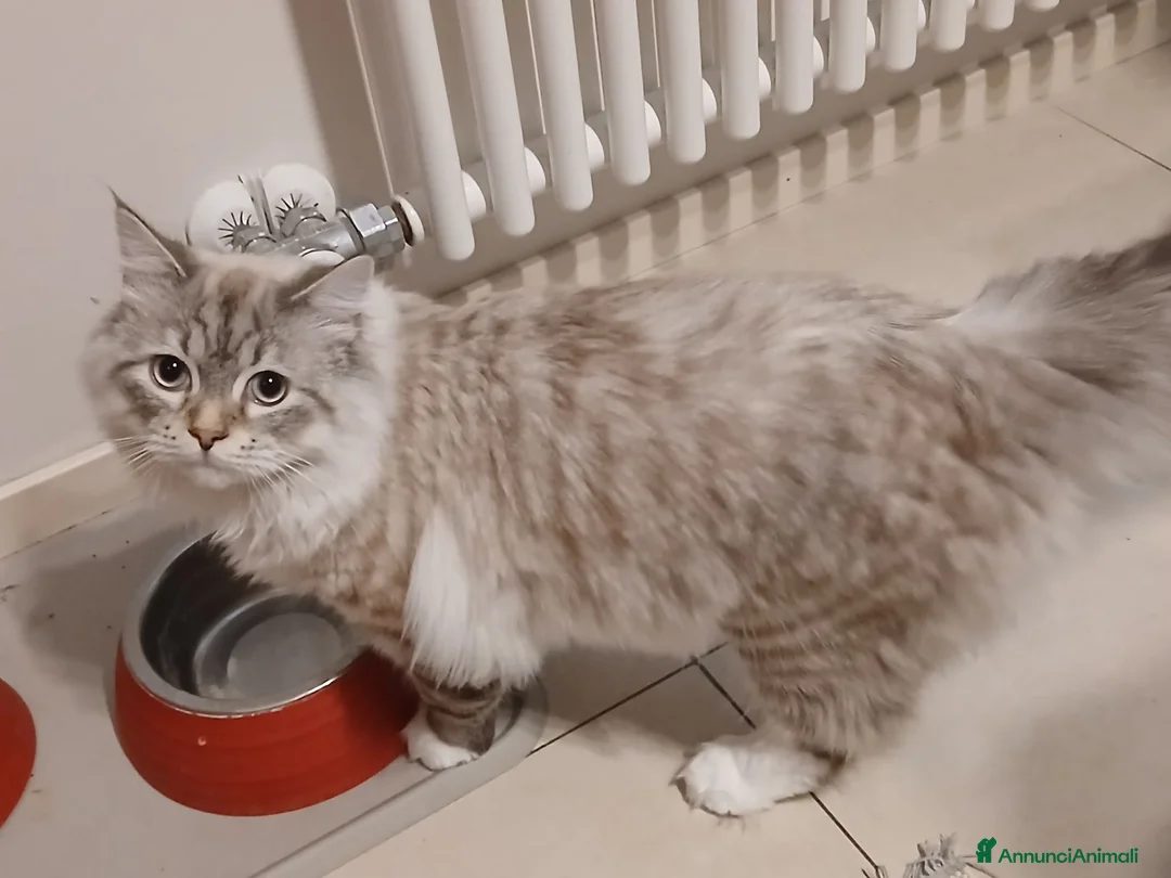 Siberiano gatti in vendita: Gatto siberiano 7 mesi - Annuncio 1