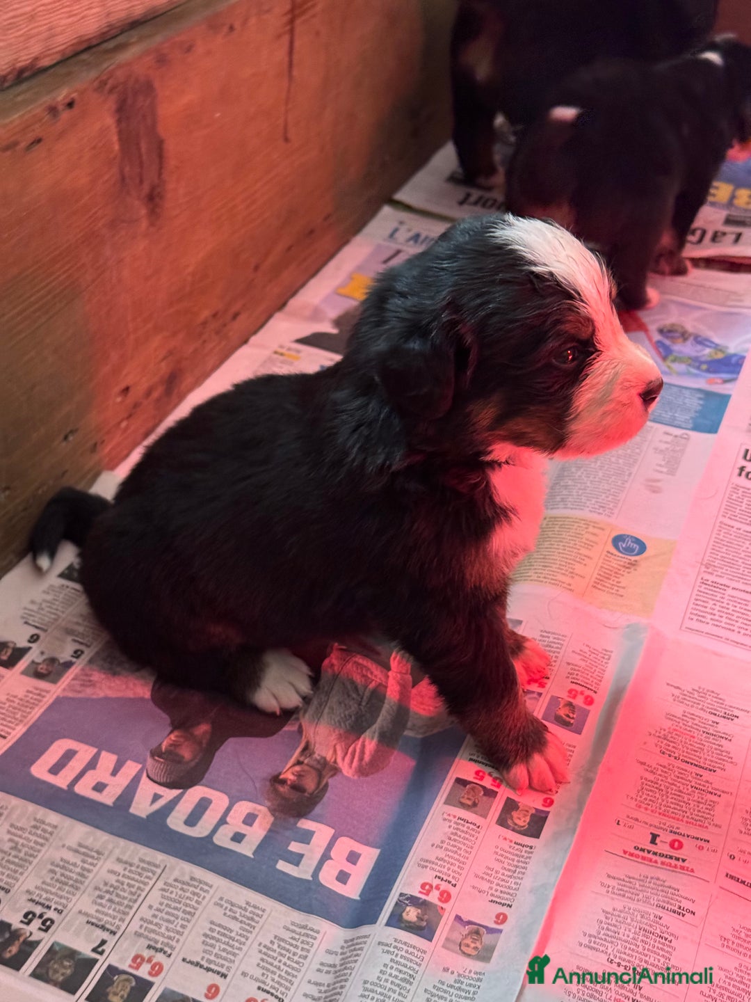 Bovaro del Bernese cani in vendita: Cuccioli Bernese da famiglia (privati) - Annuncio 16