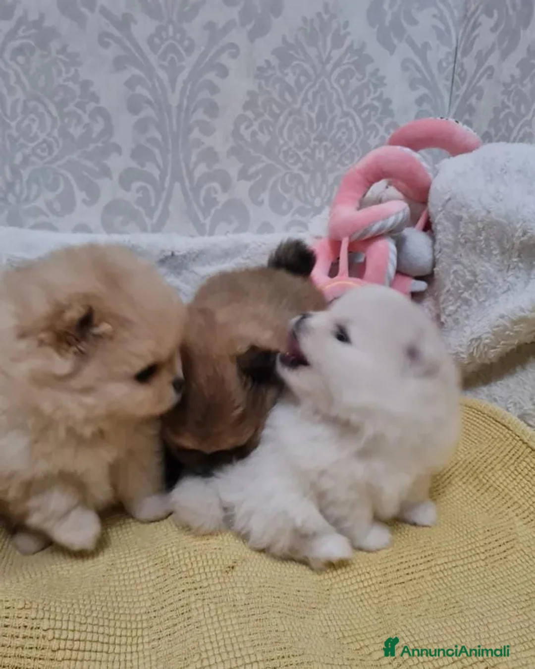 Volpino Pomerania cani in vendita: Adorabili cuccioli di Pomerania mini Teddy  - Annuncio 6