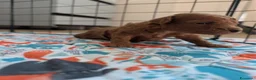 Barboncino Toy cani in vendita: Barboncino Toy con pedigree - Annuncio 6