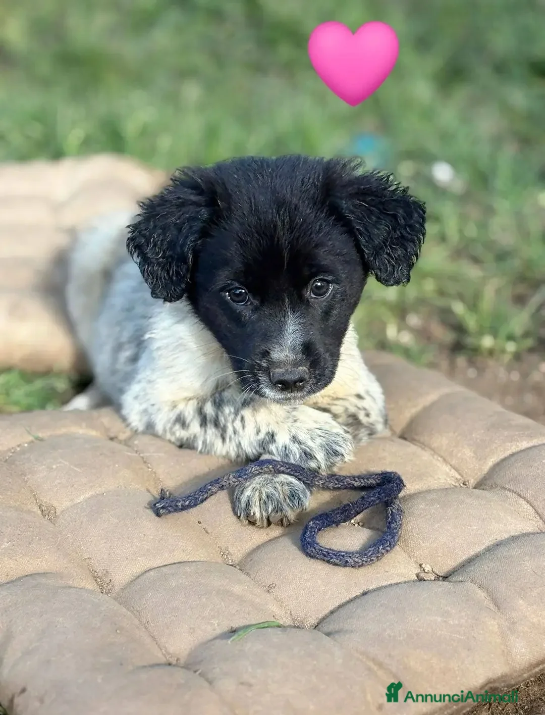 Meticcio cani in regalo: CUCCIOLI CERCANO CASA  a Provincia di Varese - Annuncio 9