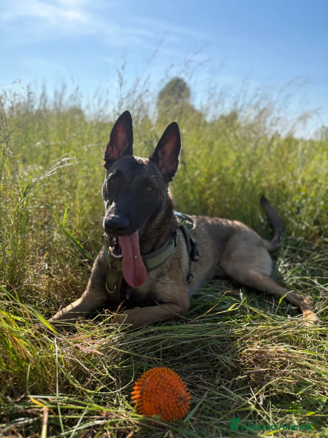 Pastore Belga cani per accoppiamento: Pastore belga malinois (da monta ) a Provincia di Pavia - Annuncio 1