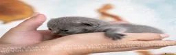 Scottish gatti in vendita: Cuccioli di Scottish Fold e Straight con Pedigree - Annuncio 8