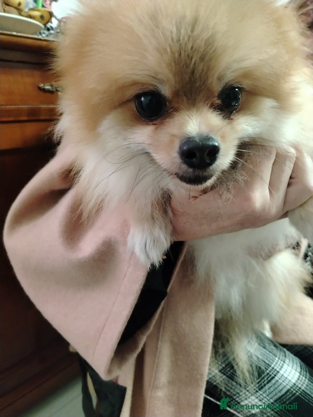 Volpino Pomerania cani in vendita: URGENTE!!! Cedesi per trasferimento - Annuncio 2