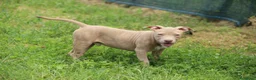 Pitbull cani in vendita: Cuccioli di Pit Bull anche a rate - Annuncio 23