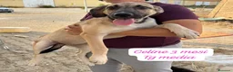 Meticcio cani in regalo: Trovatelli cercano urgentemente casa  a Provincia di Monza e della Brianza - Annuncio 7