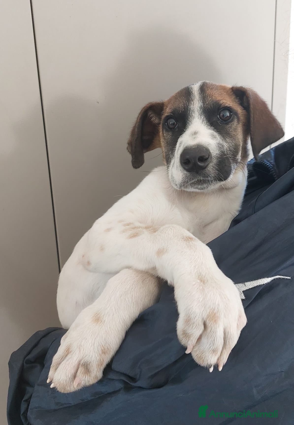 Meticcio cani Miki  - Annuncio 2