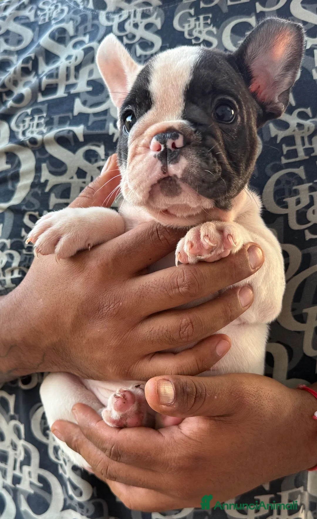 Bulldog Francese cani in vendita: Bulldog francese  - Annuncio 2