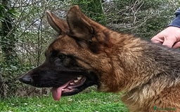 Pastore Tedesco cani in vendita: Femmina di Pastore Tedesco a Città metropolitana di Roma Capitale - Immagine 5