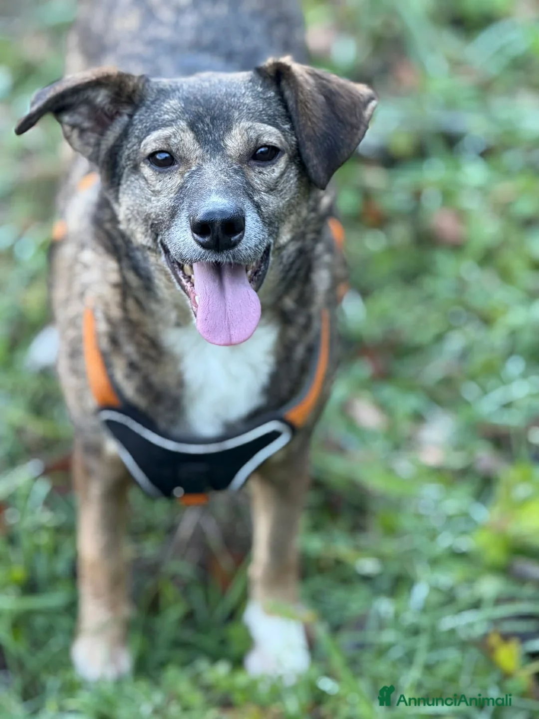 Meticcio cani in regalo: LULU, tenerissima piccoletta cerca famiglia! - Annuncio 2