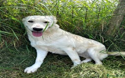Meticcio cani in regalo: Mafalda, meravigliosa mini labradorina a Provincia di Latina - Immagine 4