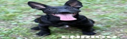 Meticcio cani in regalo: 8 LUPACCHIOTTI cuccioli, super simpatici! - Annuncio 10