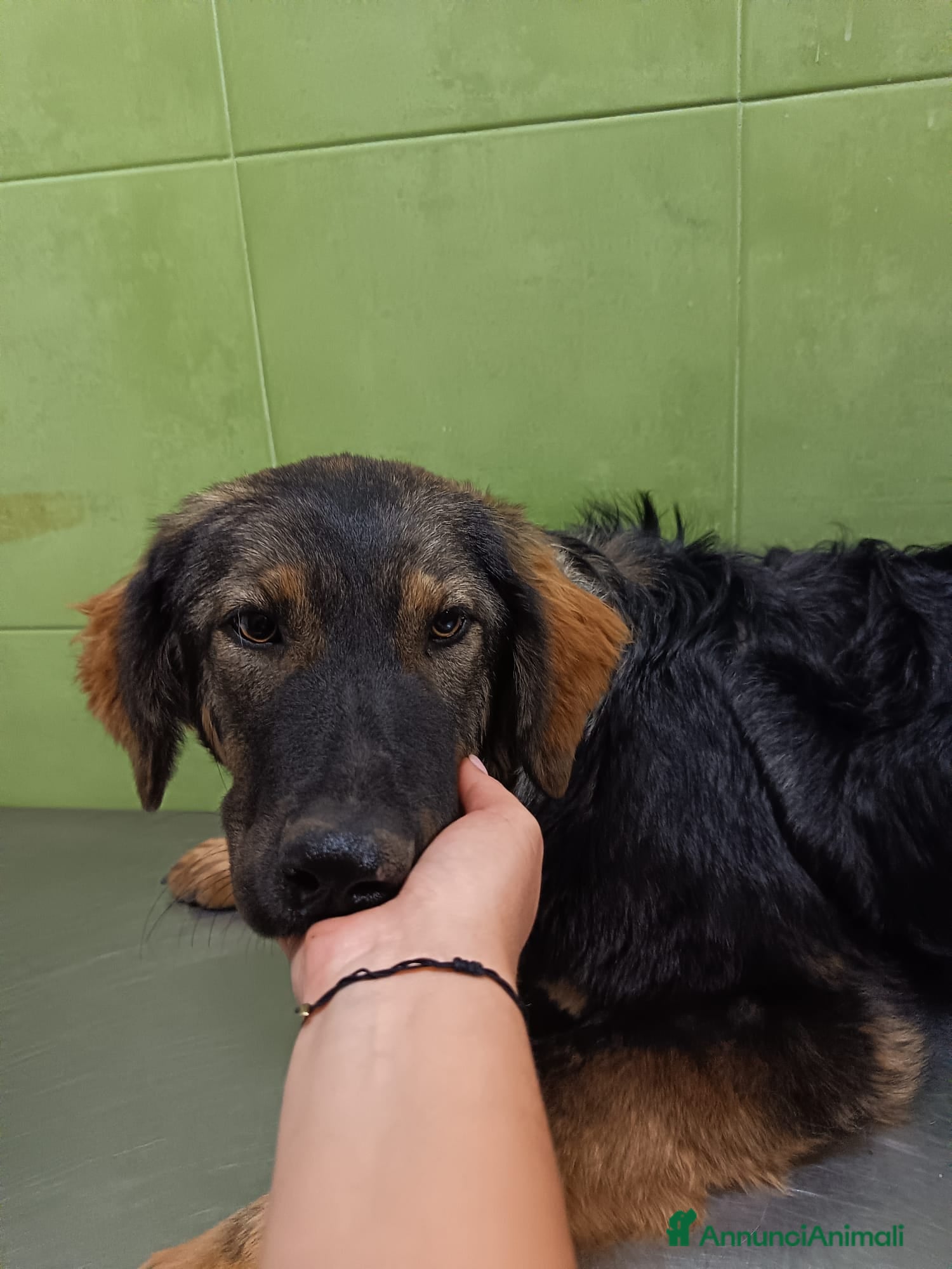 Meticcio cani Destiny in canile a catania - Annuncio 3