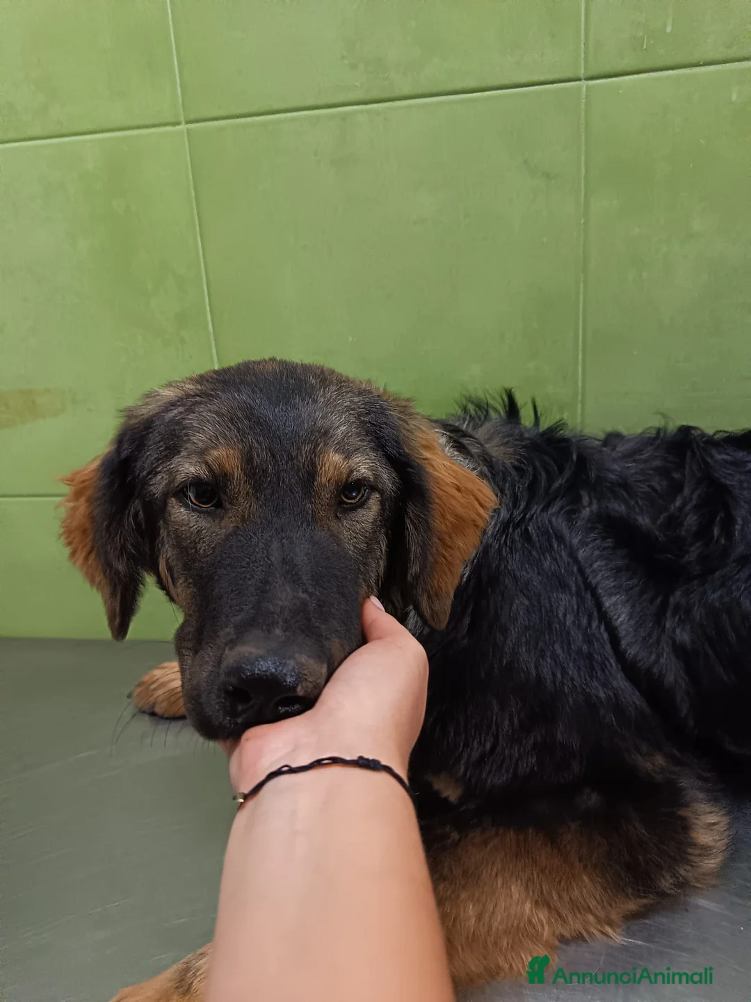 Meticcio cani in regalo: Destiny in canile a catania a Provincia di Rovigo - Annuncio 1