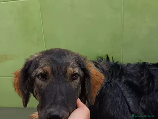 Meticcio cani Destiny in canile a catania - Annuncio 3