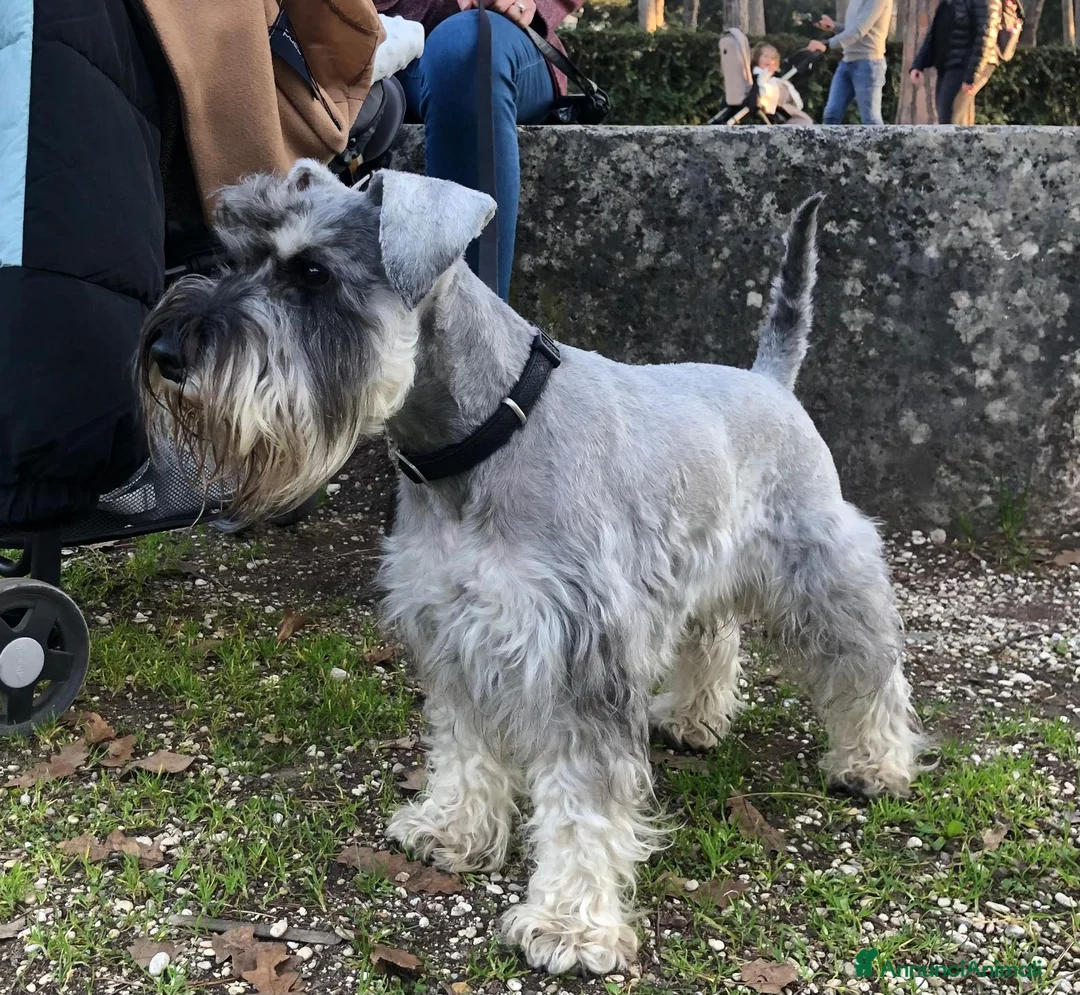 Schnauzer cani per accoppiamento: Schnauzer nano pepe e sale per accoppiamento - Annuncio 2