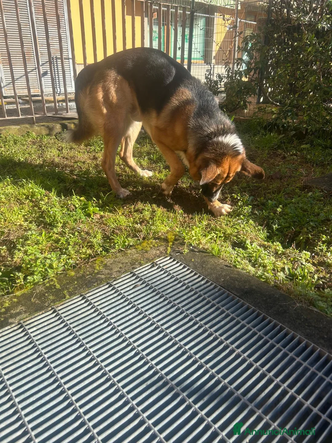 Meticcio cani in regalo: achille - Annuncio 2