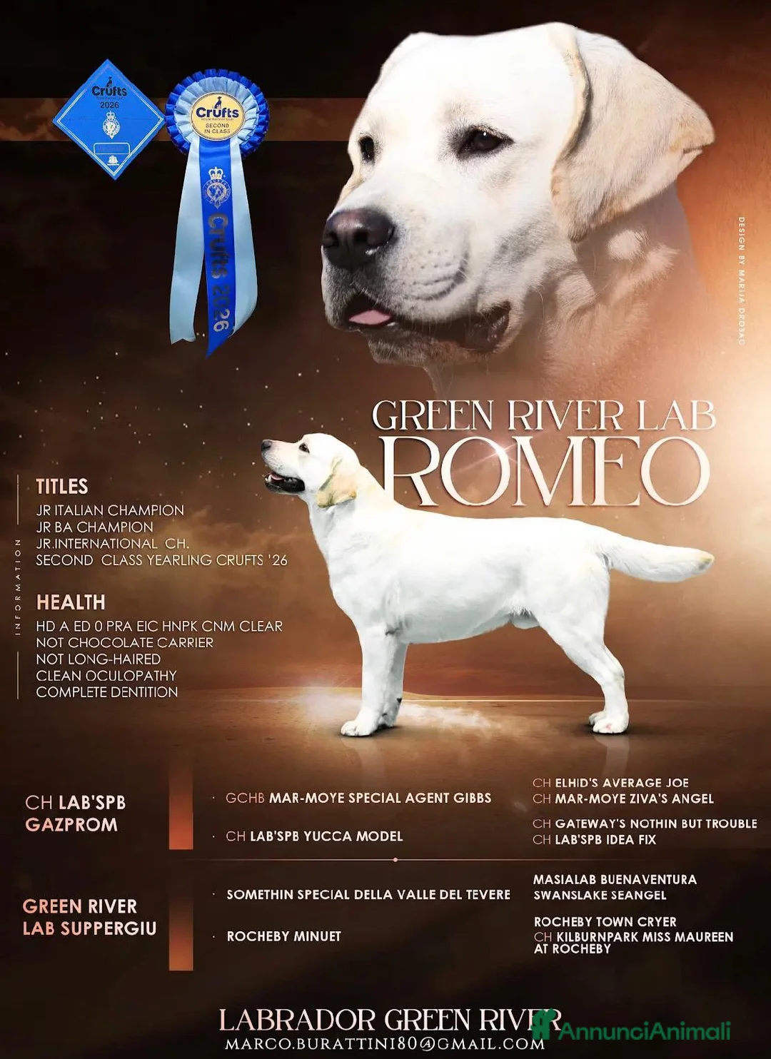 Labrador cani in vendita: Cuccioli di Labrador Retriever  miele - Annuncio 4