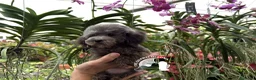 Barboncino Toy cani in vendita: Barboncino Toy Pedigree ENCI Cuccioli Selezionati - Annuncio 2