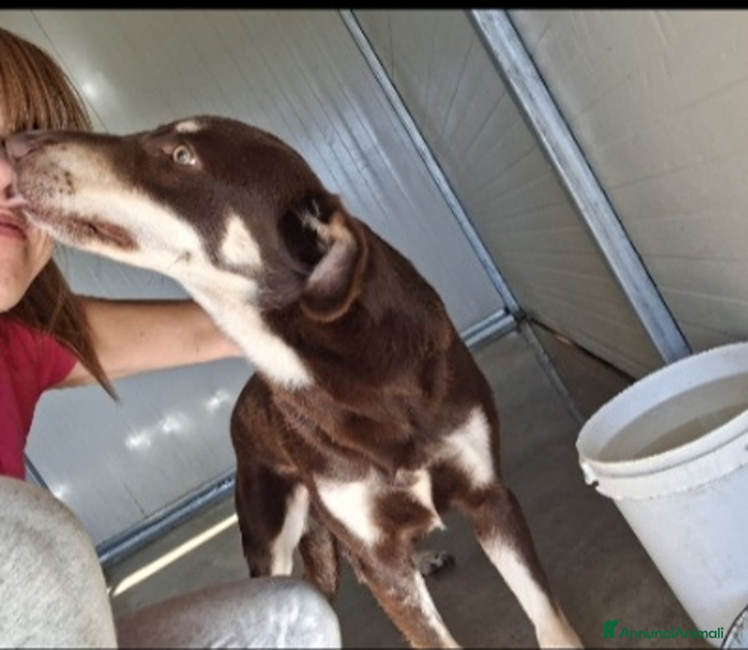 Meticcio cani in regalo: Simil segugio quasi 2anni occhi ambra,in canileSUD - Annuncio 3