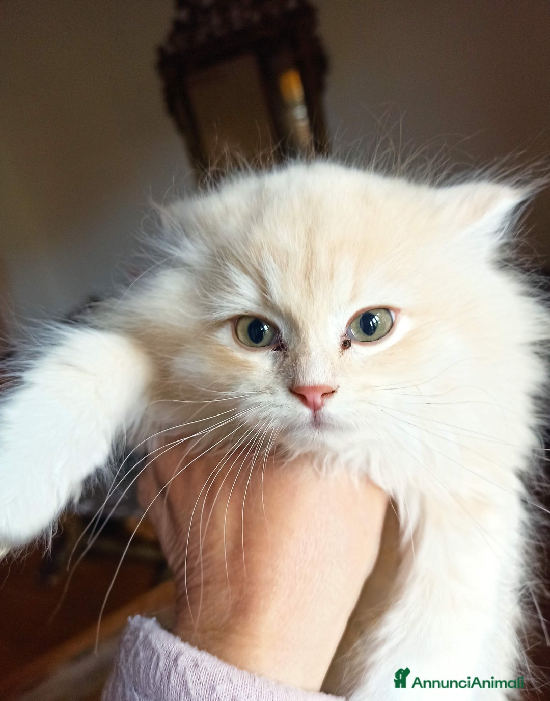 Persiano gatti in vendita: Gattini persiani normotipo  - Annuncio 9