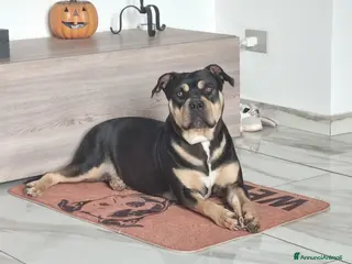 Pitbull cani American pitbull terrier - Annuncio 24