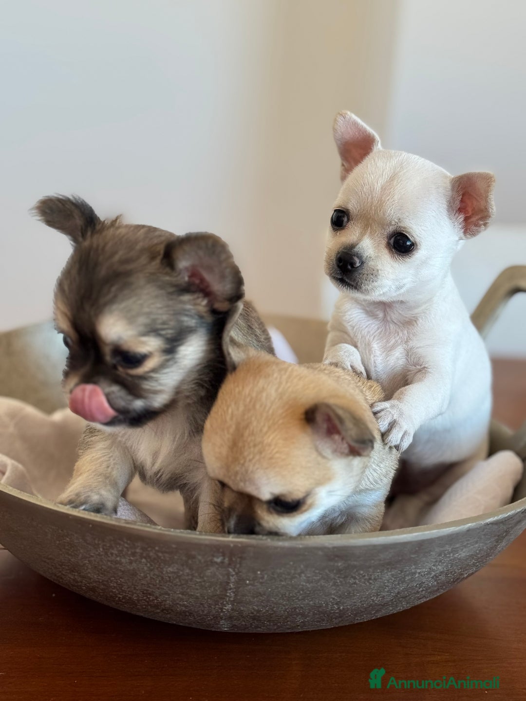 Chihuahua cani in vendita: Cuccioli di Chihuahua Cercano Casa!  a Provincia di Sassari - Immagine 6
