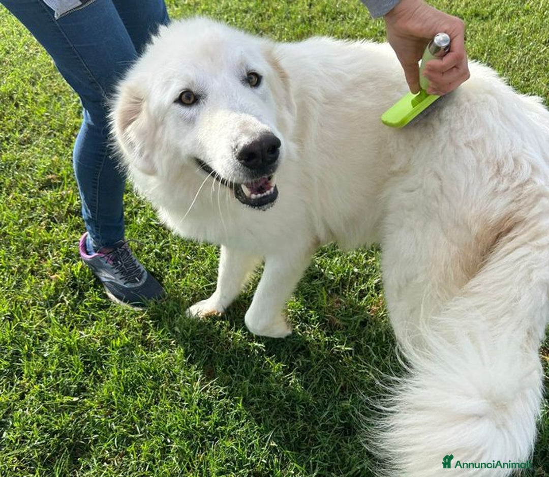 Pastore Maremmano cani in regalo: Spartaco, manto candido come il suo ❤️ - Annuncio 10