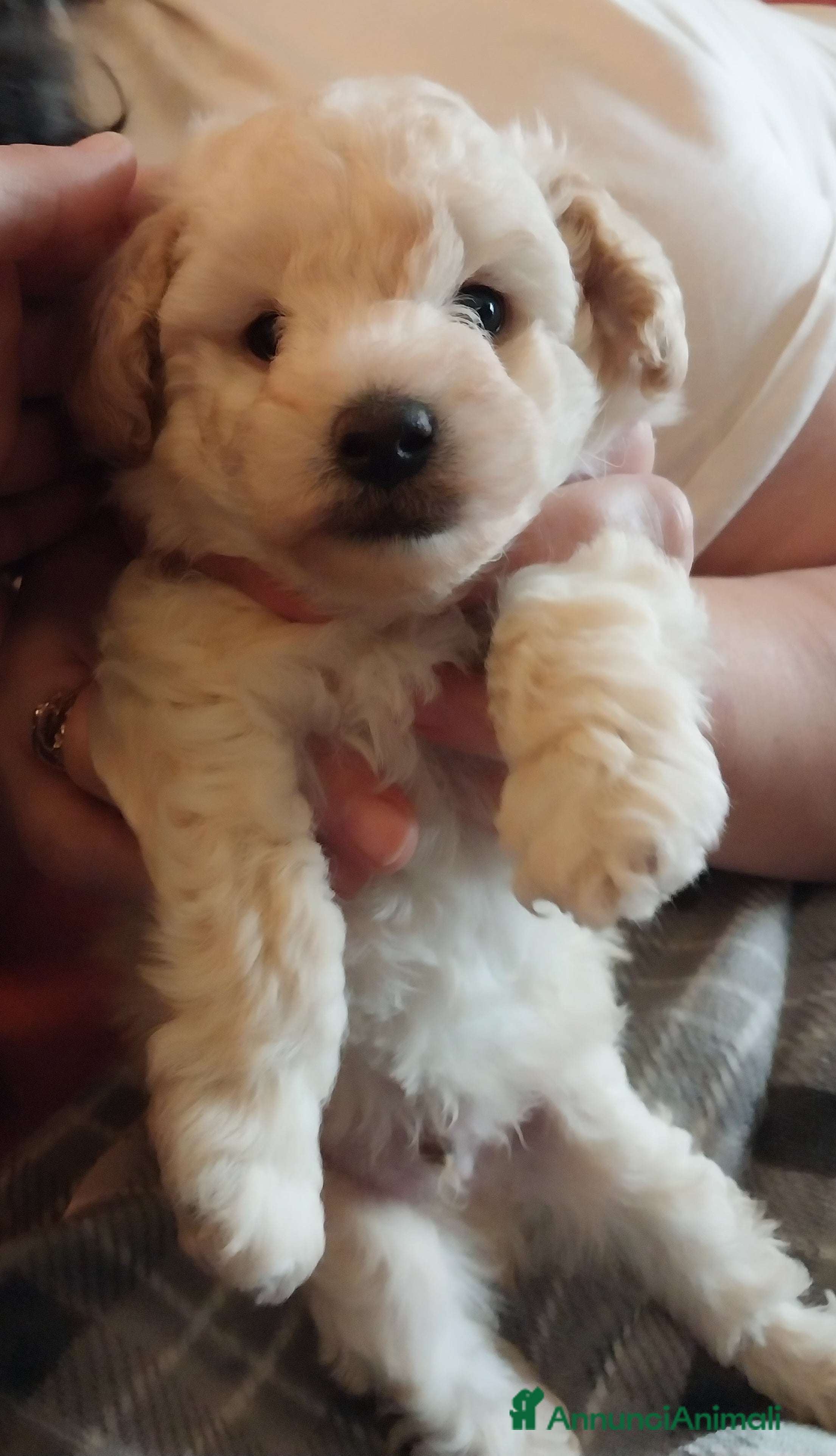 Barboncino Toy cani Barboncino Toy Bianco  - Annuncio 1