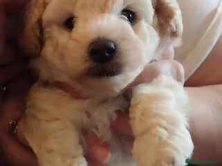 Barboncino Toy cani Barboncino Toy Bianco - Annuncio 1