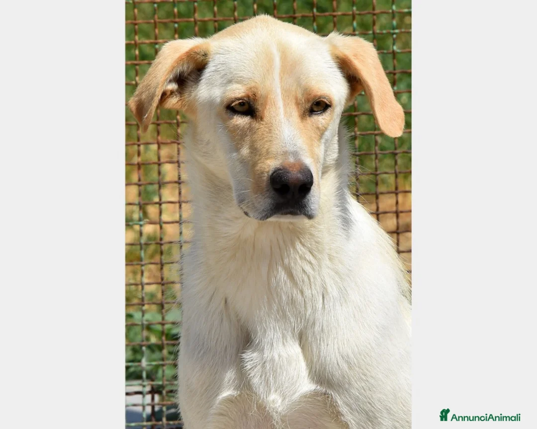Labrador cani in regalo: Manolo derivato labrador buonissimo cerca casa a Roma - Annuncio 2