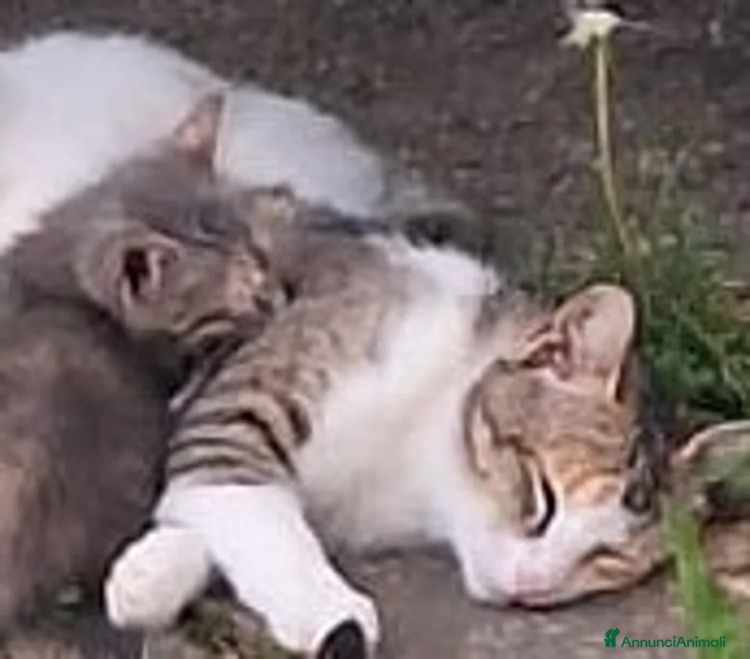 Meticcio gatti in regalo: Gattino di 9 settimane cerca casa - Annuncio 3