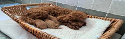 Barboncino Toy cani in vendita: Splendidi cuccioli Barboncino Toy RED a Provincia di Perugia - Annuncio 1