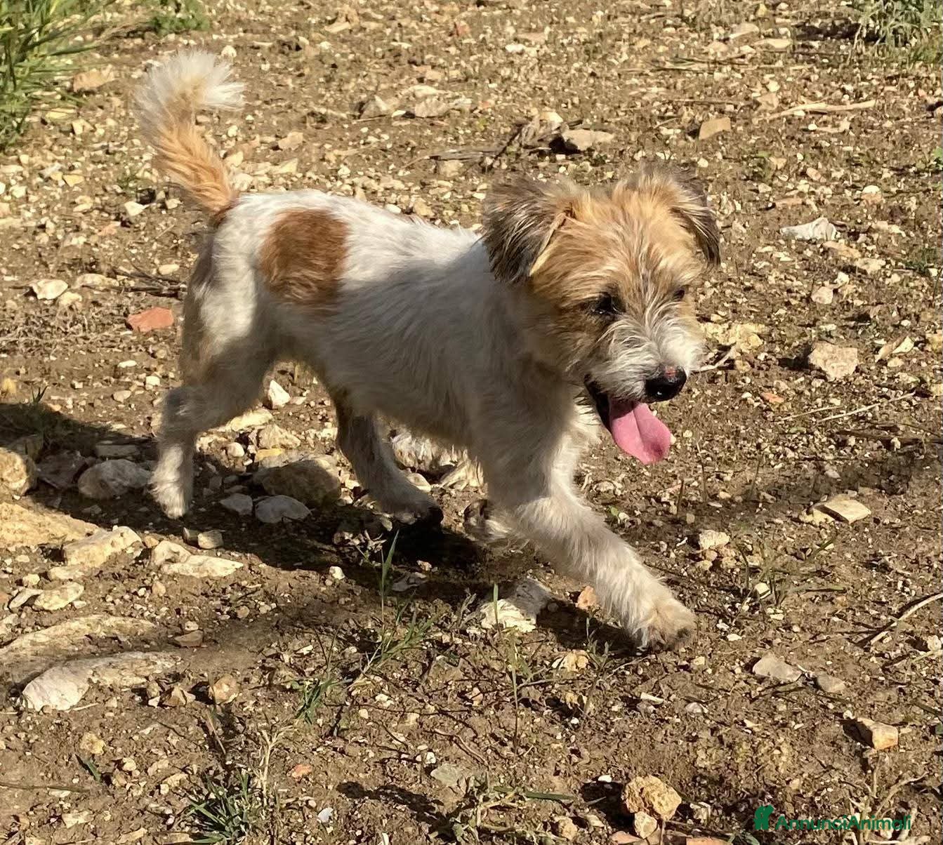 Meticcio cani Rocky dolcissimo cagnolino simil maltese - Annuncio 40