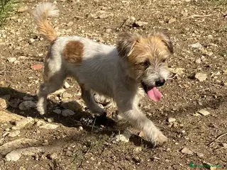 Meticcio cani Rocky dolcissimo cagnolino simil maltese - Annuncio 40