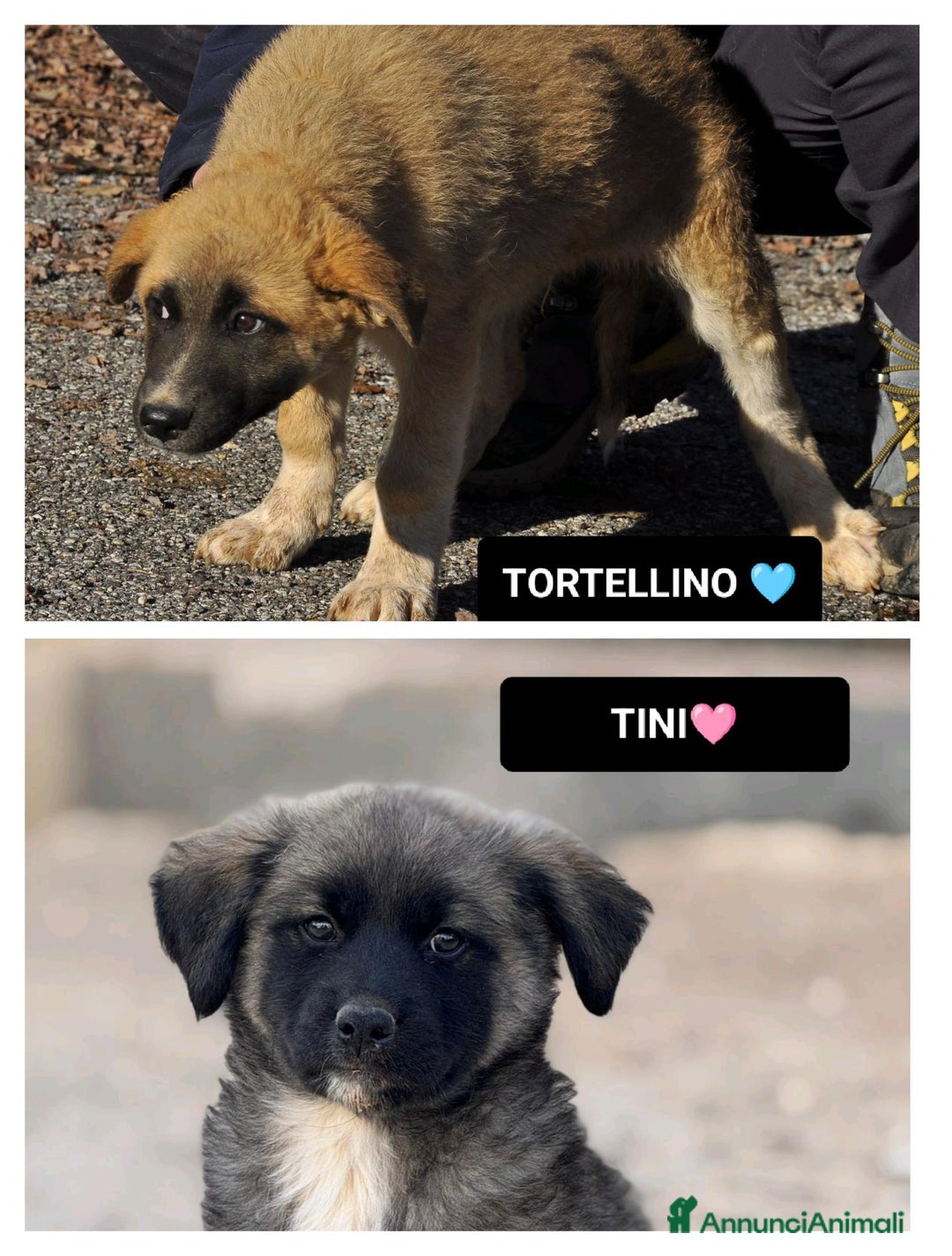Altre razze cani in regalo: tini e tortellino - Annuncio 1