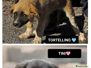 Altre razze cani tini e tortellino - Annuncio 31