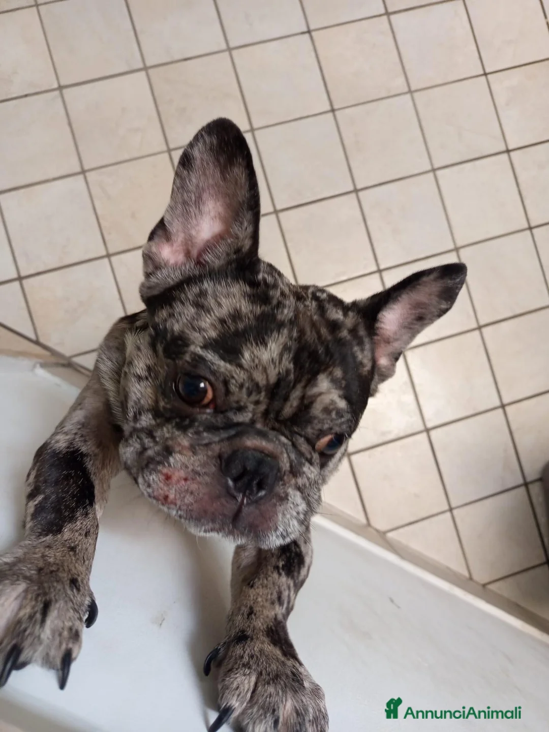Bulldog Francese cani in vendita: Bulldog francese Merle  a Città Metropolitana di Napoli - Annuncio 7