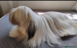 Lhasa Apso cani in vendita: Lhasa Apso  - Immagine 4