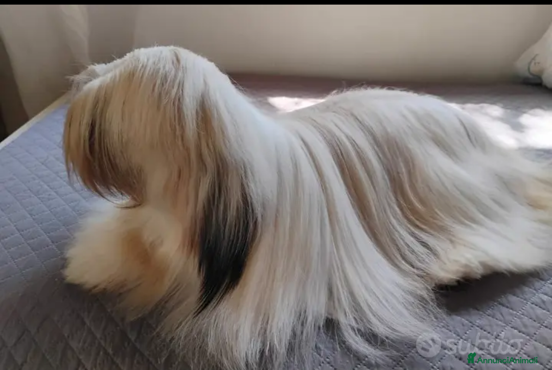 Lhasa Apso cani in vendita: Lhasa Apso  - Immagine 4