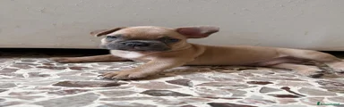 Bulldog Francese 1