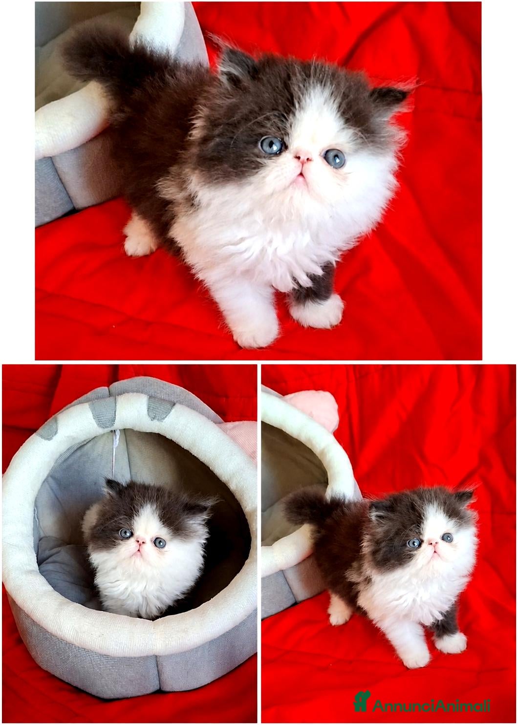 Persiano gatti Persiani ipertipici  - Annuncio 2