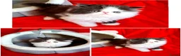 Persiano gatti in vendita: Persiani ipertipici  - Annuncio 1
