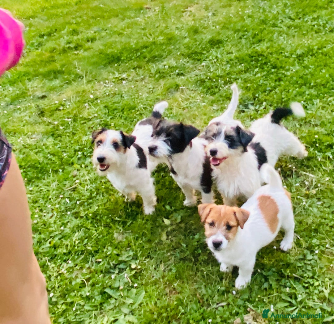 Immagine della galleria {{count}}