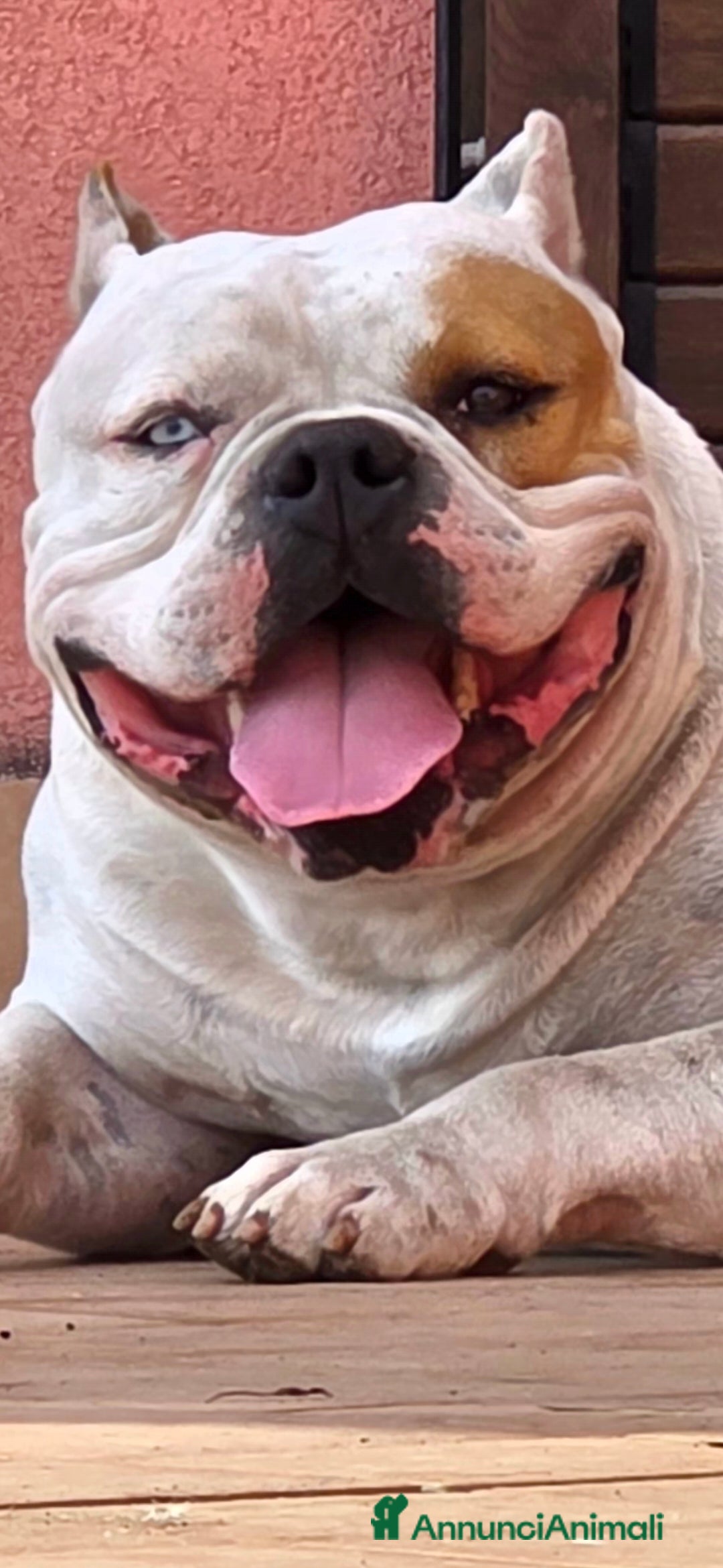 American Bully cani in vendita: American bully - Annuncio 1