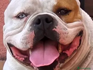 American Bully cani American bully - Annuncio 23
