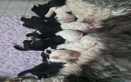 Bobtail cani in vendita: Cuccioli bobtail altissima genealogia  - Immagine 5