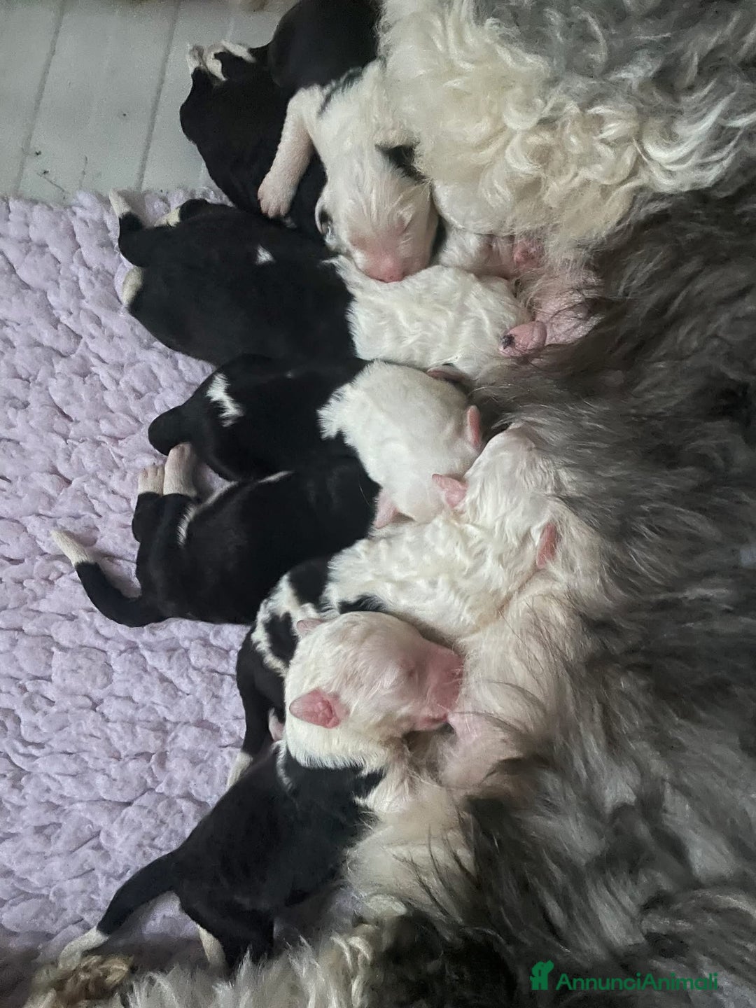 Bobtail cani in vendita: Cuccioli bobtail altissima genealogia  - Immagine 5