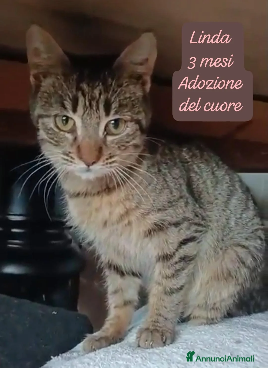 Europeo gatti in regalo: Tanti gattini desiderosi di trovare casa  - Annuncio 3